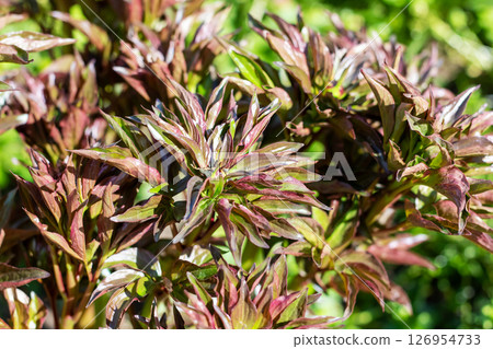 Closeup of a beautiful plant with vivid purple and green leaves 126954733