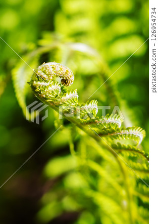 Closeup of a fern leaf with a small bug resting on it Closeup of a fern leaf with a small bug resting on it 126954734