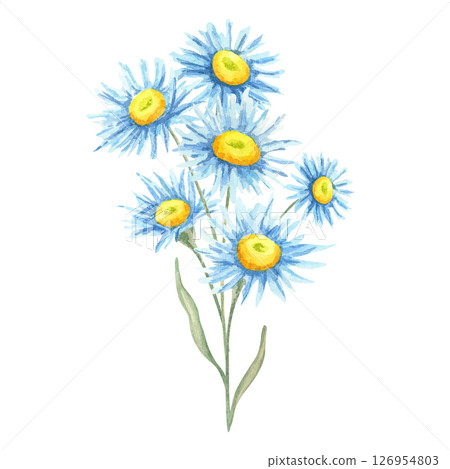 Blue aster flowers with yellow centers in a delicate watercolor illustration. Wildflower bouquet illustration Suitable for invitations, floral stationery, botanical wall art, floral product packaging 126954803