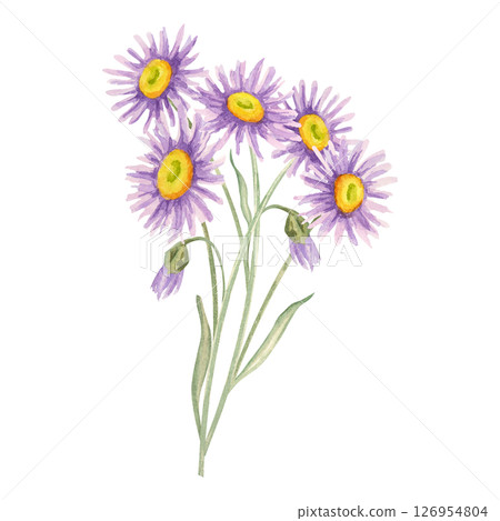 Watercolor illustration of violet aster flowers with green stems and yellow centers. Wildflower bouquet clipart Ideal for scrapbooking, wedding stationery, cosmetic labels, botanical-themed branding. 126954804