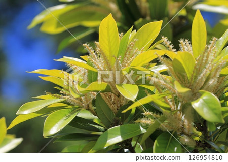 Lithocarpus edulis in full bloom 126954810