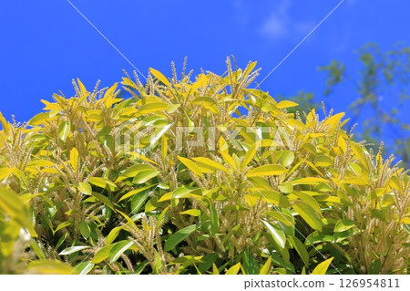 Lithocarpus edulis in full bloom 126954811