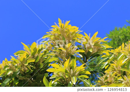Lithocarpus edulis in full bloom Lithocarpus edulis in full bloom 126954813