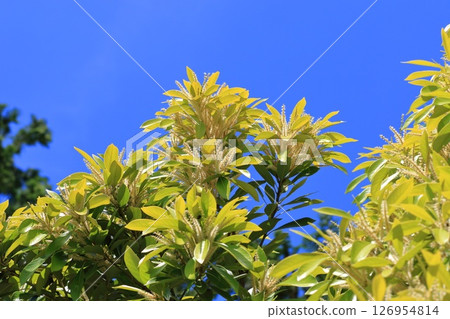 盛開的石松 126954814