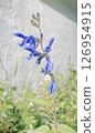 blue flower	 126954915