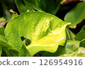 lotus leaf wet with rain 126954916