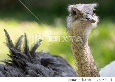 Close up of greater rhea. High quality photo 126954921
