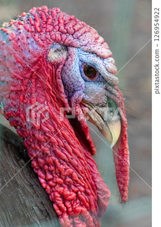 Close up of a turkey head. High quality photo 126954922