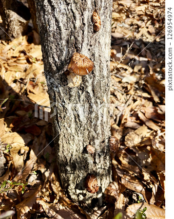 Cultivation of shiitake mushroom bed Cultivation of shiitake mushroom bed 126954974