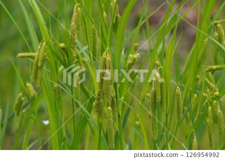 Carex pendula, May 2025 126954992