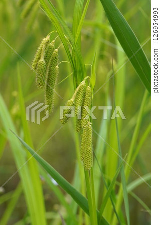 Carex pendula, May 2025 126954993