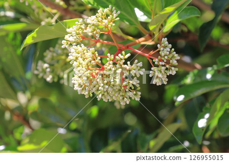 白珊瑚樹花 126955015