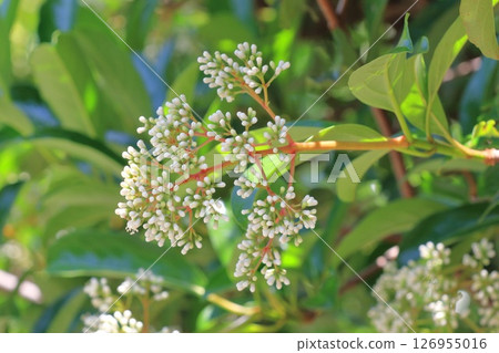 白珊瑚樹花 126955016