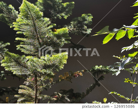 The tips of pine needles and cherry blossom branches are dazzling with the sunlight filtering through the trees in early summer. 126955086