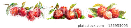 Set of fresh tropical fruit, Rambutans, Ngok in watercolor style isolated on a transparent background. 126955093