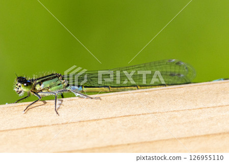 Blue tailed damselfly close up. High quality photo 126955110