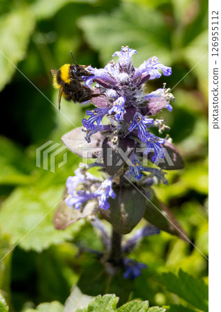 Bumble bee having a feed in purple flowers . High quality photo 126955112