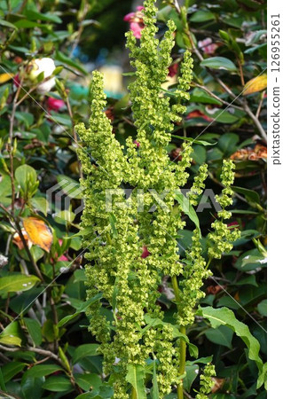 Screech, May 2025 126955261