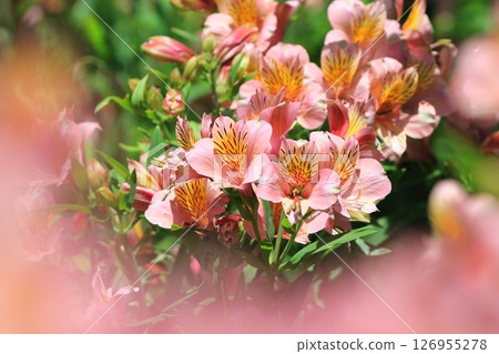 盛開的百合花 126955278