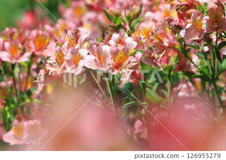 Alstroemeria in full bloom 126955279