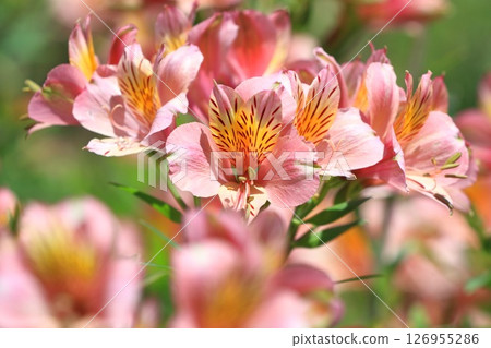 Alstroemeria in full bloom Alstroemeria in full bloom 126955286