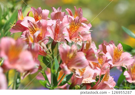 盛開的百合花 盛開的百合花 126955287
