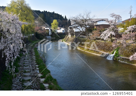 日本岐阜縣高山市的春天。從旅遊景點中橋橋頂望去。盛開的櫻花和周圍的街道景觀。美麗的宮川和新鮮的綠植。 126955401