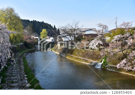 日本岐阜縣高山市的春天。從旅遊景點中橋橋頂望去。盛開的櫻花和周圍的街道景觀。美麗的宮川和新鮮的綠植。 126955403