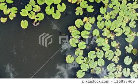 Still Waters and Lily Pads with Cloud reflection Still Waters and Lily Pads with Cloud reflection 126955409