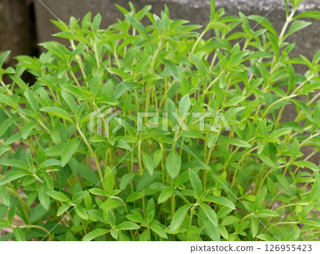 Herb Stevia Herb Stevia 126955423