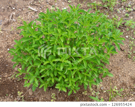 Herb Stevia 126955424