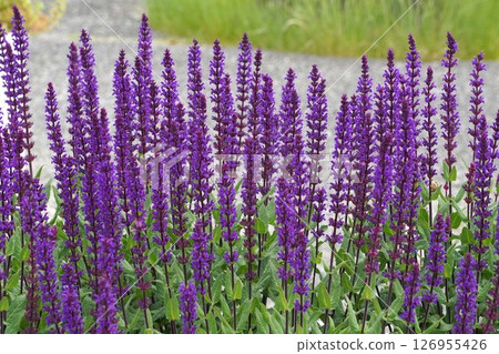 2025年5月，Salvia nemorosa 126955426