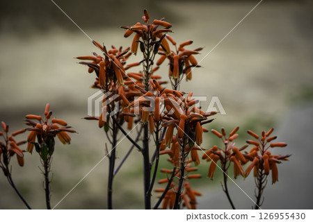 Aloe flowers 126955430
