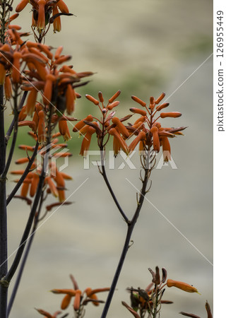 Aloe flowers 126955449