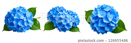 藍色繡球花 藍色繡球花 126955486