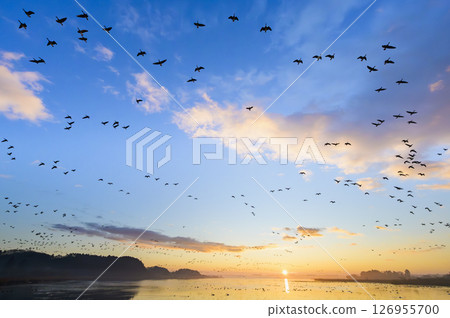 伊豆沼的日出與飛翔的大雁 126955700
