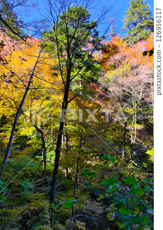 東京高尾山健行道上的秋葉 126956117