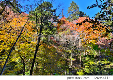 Autumn leaves on the Mount Takao hiking trail, Tokyo Autumn leaves on the Mount Takao hiking trail, Tokyo 126956118