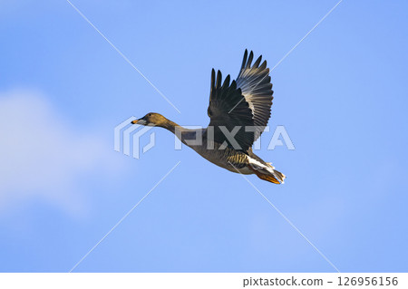 HISHIKI 's flight 126956156