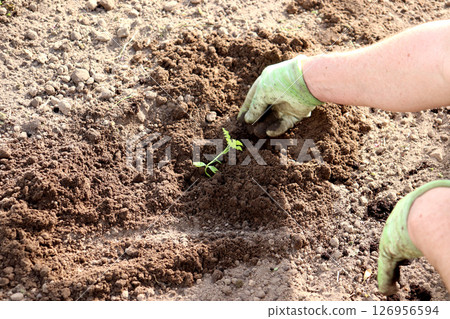 Male hands in gloves add soil to a watermelon sprout planted in a bed in a greenhouse 126956594