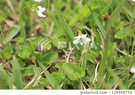 Small white Viola flowers blooming in a spring field 126956739