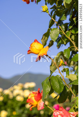 The rose that shines in the blue sky The rose that shines in the blue sky 126956823
