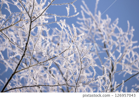 Frost on the countryside (Hiruzen Plateau) 126957043