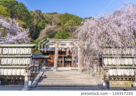 Weeping cherry blossoms at Oishi Shrine (Yamashina Ward, Kyoto City) 126957288
