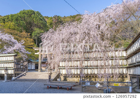 大石神社的垂枝櫻花(京都市山科區) 大石神社的垂枝櫻花(京都市山科區) 126957292