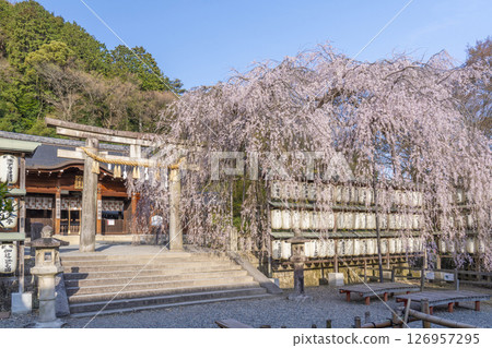 Weeping cherry blossoms at Oishi Shrine (Yamashina Ward, Kyoto City) 126957295