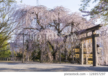 大石神社的垂枝櫻花（京都市山科區） 126957297