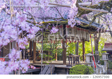 翠花天滿宮紅垂櫻(京都市上京區) 翠花天滿宮紅垂櫻(京都市上京區) 126957300