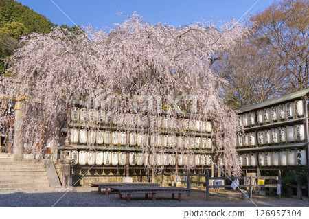 大石神社的垂枝櫻花（京都市山科區） 126957304