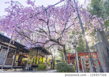 翠花天滿宮紅垂櫻(京都市上京區) 翠花天滿宮紅垂櫻(京都市上京區) 126957308